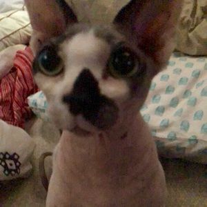 Meet your Posher, Sandy